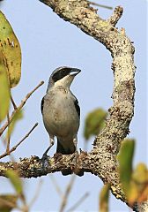 White-banded Tanager